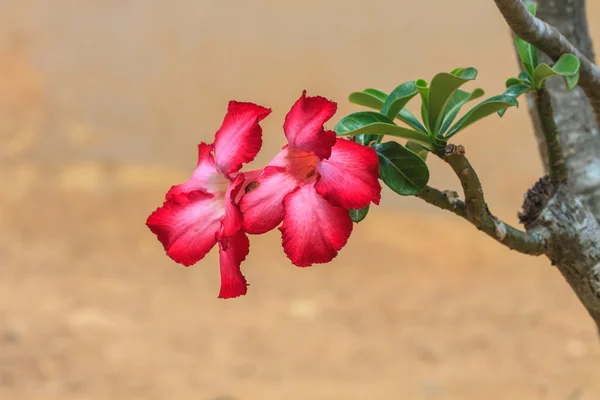 Schöne rosa Azalee blüht tropische Blume — Stockfoto