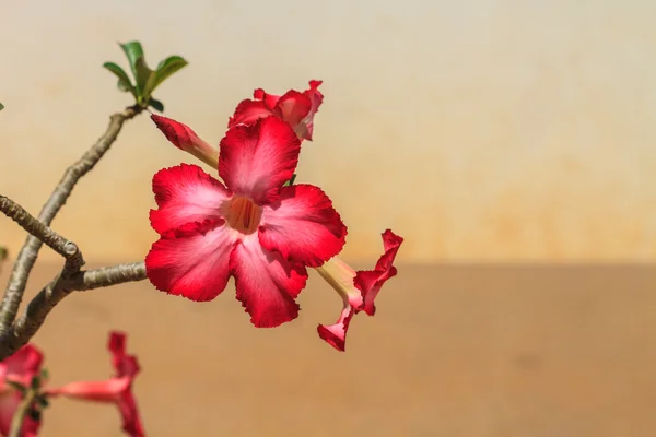 Mooie roze azalea bloemen tropische bloem — Stockfoto