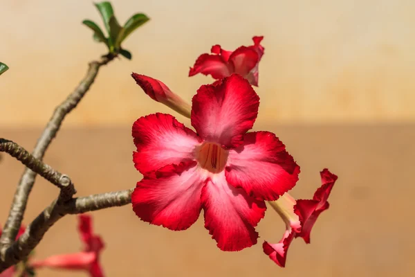 美丽的粉红色杜鹃花花热带花卉 — 图库照片