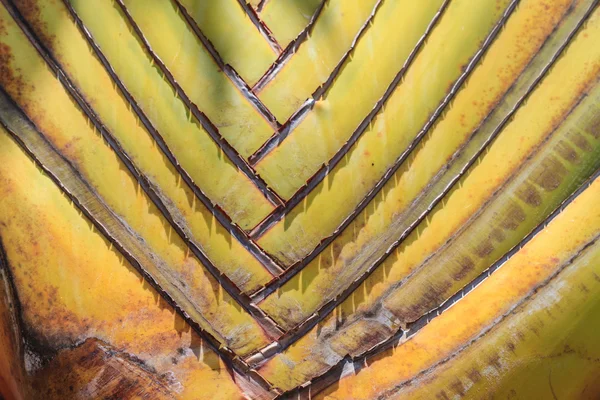 Leaf bases on a Traveler's Palm — Stock Photo, Image