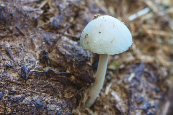 Close-up paddestoel in diepe bossen — Stockfoto