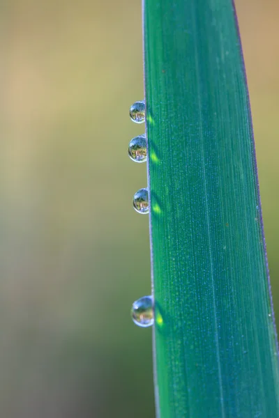 Зелений лист з краплями води — стокове фото