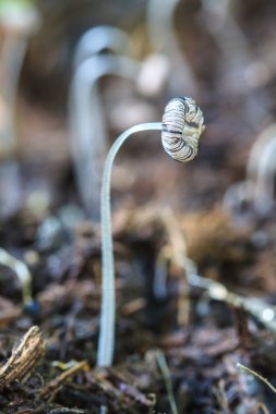 mantar derin orman kadar yakın