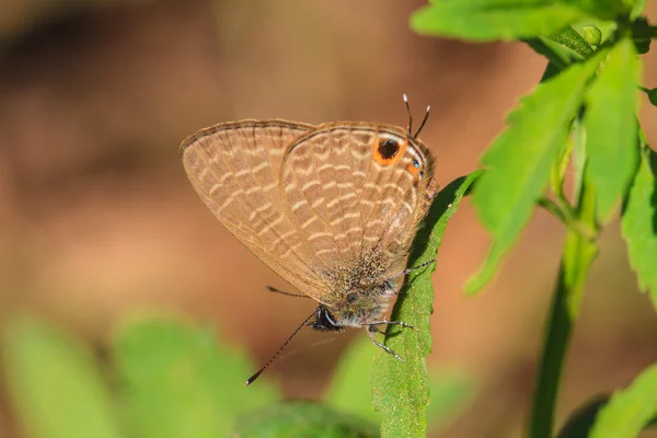 Beautiful Butterfly — Stock Photo, Image