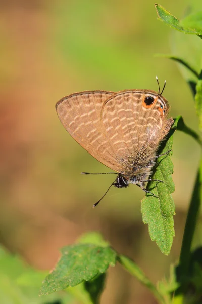 Beautiful Butterfly — Stock Photo, Image