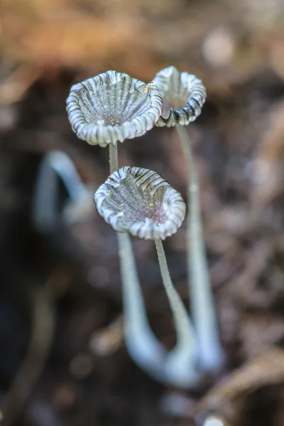 Close-up paddestoel in diepe bossen — Stockfoto