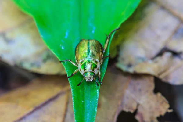 Insect on leaf — Stock Photo, Image