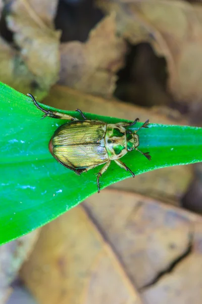 Insect op blad — Stockfoto