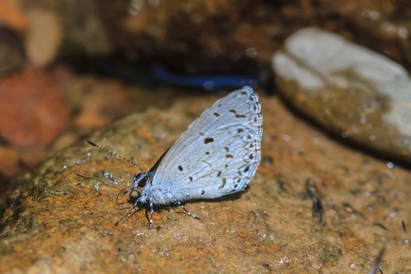 Hermosa mariposa — Foto de Stock