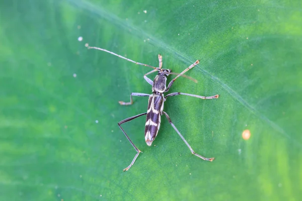 Insect op blad — Stockfoto