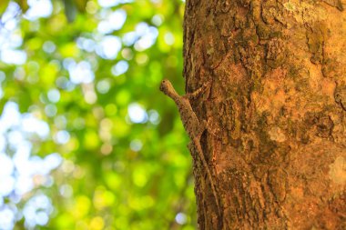 güzel ortak kayma kertenkele veya ortak uçan Drago