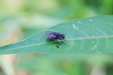 Darbe anında, leş sinek