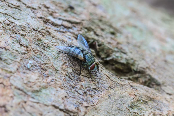 Mosca de sopro, mosca de carniça — Fotografia de Stock