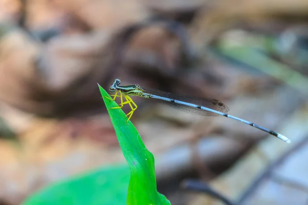 Dragonfly — Stock Photo, Image