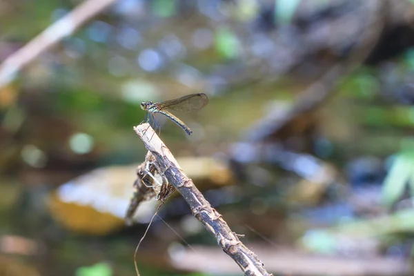 Libélula — Fotografia de Stock