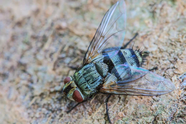 Μύγα πλήγμα, μύγα ψοφίμι — Φωτογραφία Αρχείου