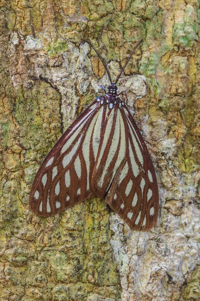 Close-up van vlinder — Stockfoto