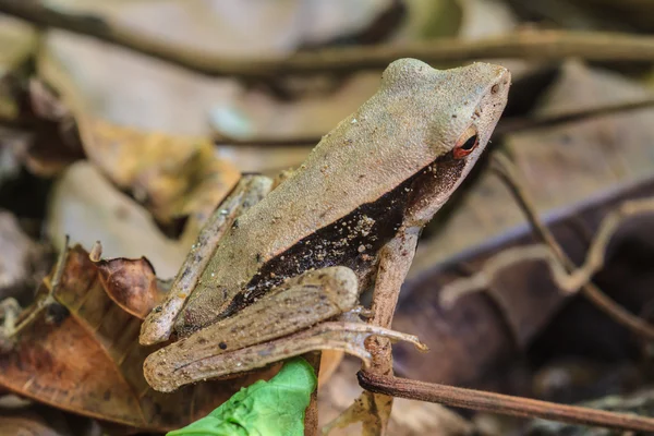 Grenouille sur un arbre — Photo