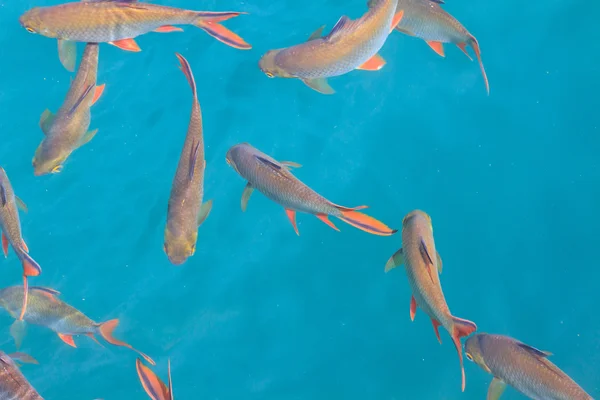 Poissons en eau claire vue d'en haut — Photo