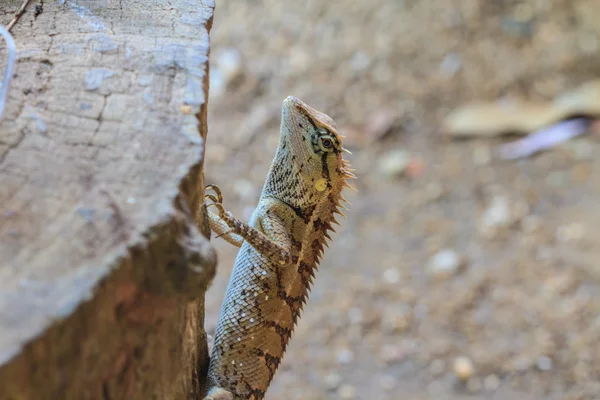 Lagarto espinhoso maior — Fotografia de Stock