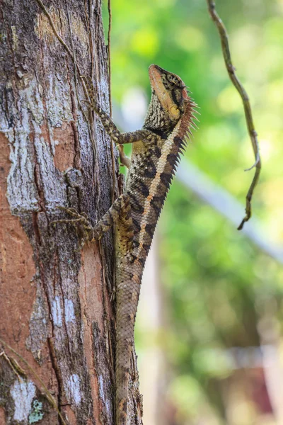 Greater spiny lizard — Stock Photo, Image