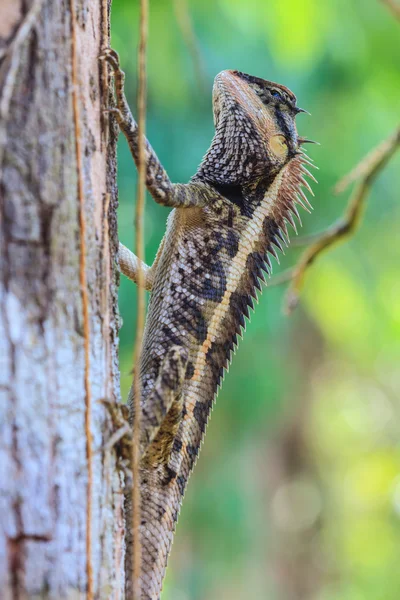 Lagarto espinhoso maior — Fotografia de Stock