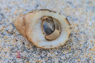 pavurya bir vida kabuğu