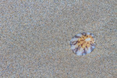 Deniz kabukları, kum