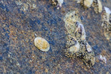 istiridye kabukları üzerinde taş