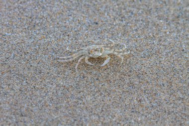 hayalet yengeç kadar kapatın