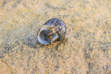 pavurya bir vida kabuğu