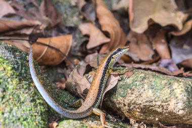 Ortak orman Skink (Sphenomorphus maculates)