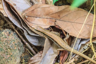 Ortak orman Skink (Sphenomorphus maculates)