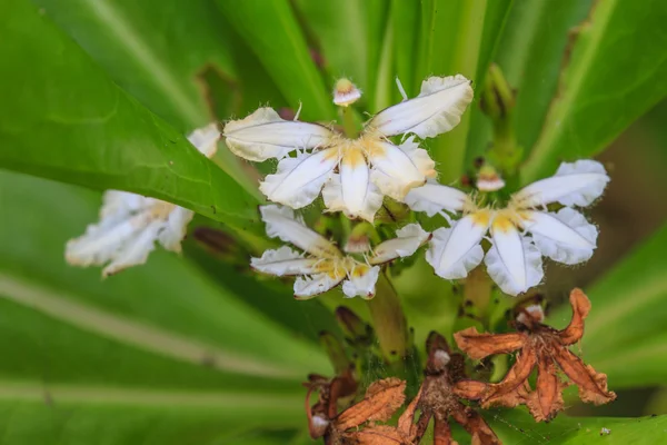 Scaevola sericea çiçek — Stok fotoğraf