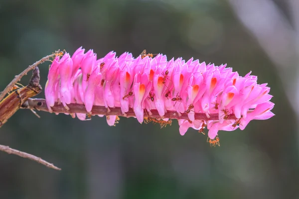 Cepillo de dientes Orquídea flor o Dendrobium secundum —  Fotos de Stock