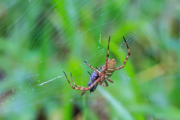 Multicolored Spider with Prey — Stock Photo, Image