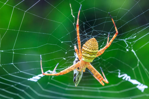 Aranha multicolorida com presa — Fotografia de Stock