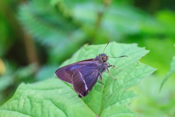 Beautiful Butterfly — Stock Photo, Image