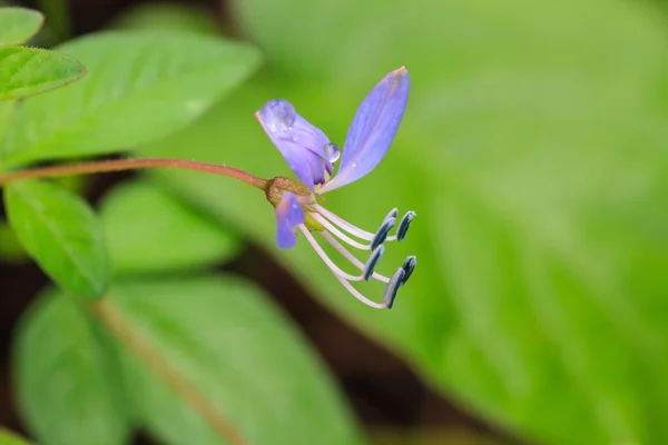 Bela flor selvagem na floresta — Fotografia de Stock