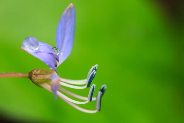 Bela flor selvagem na floresta — Fotografia de Stock