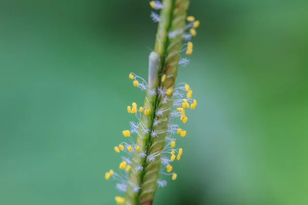 Bellissimo fiore selvatico nella foresta — Foto Stock