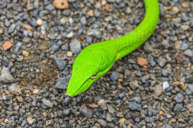 Oryantal Whipsnake veya Asya asma yılan 