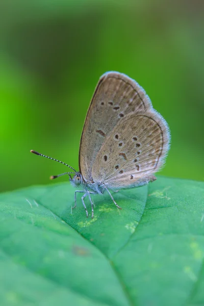 Beautiful Butterfly — Stock Photo, Image