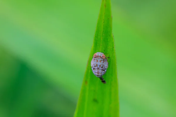 昆虫的叶 — 图库照片