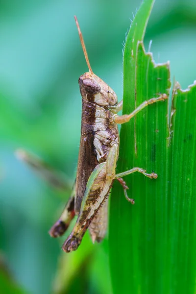 Cavalletta appollaiata su una foglia — Foto Stock