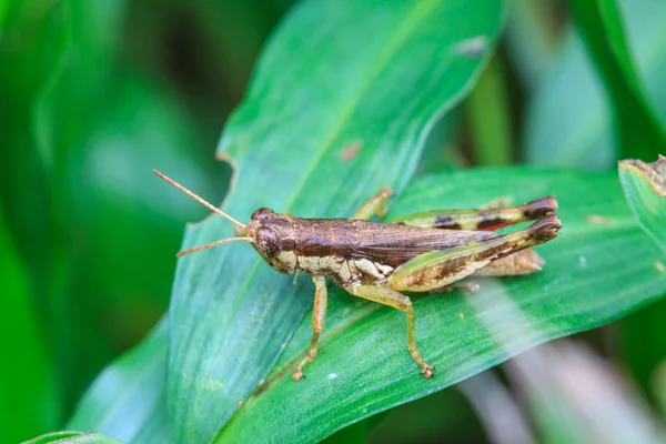 Grasshopper perching on a leaf — Stock Photo, Image