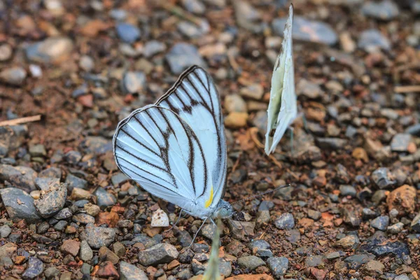 Prachtige vlinder — Stockfoto