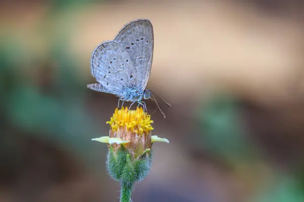 Hermosa mariposa — Foto de Stock