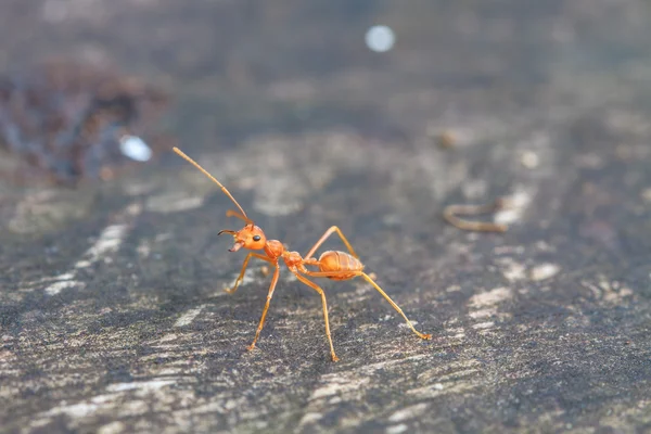 Macro of red ant — Stock Photo, Image