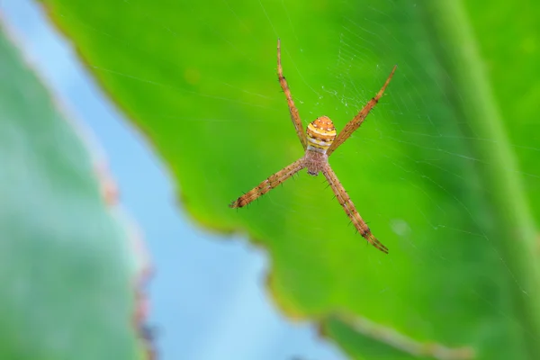 Vícebarevné Spider s kořistí — Stock fotografie